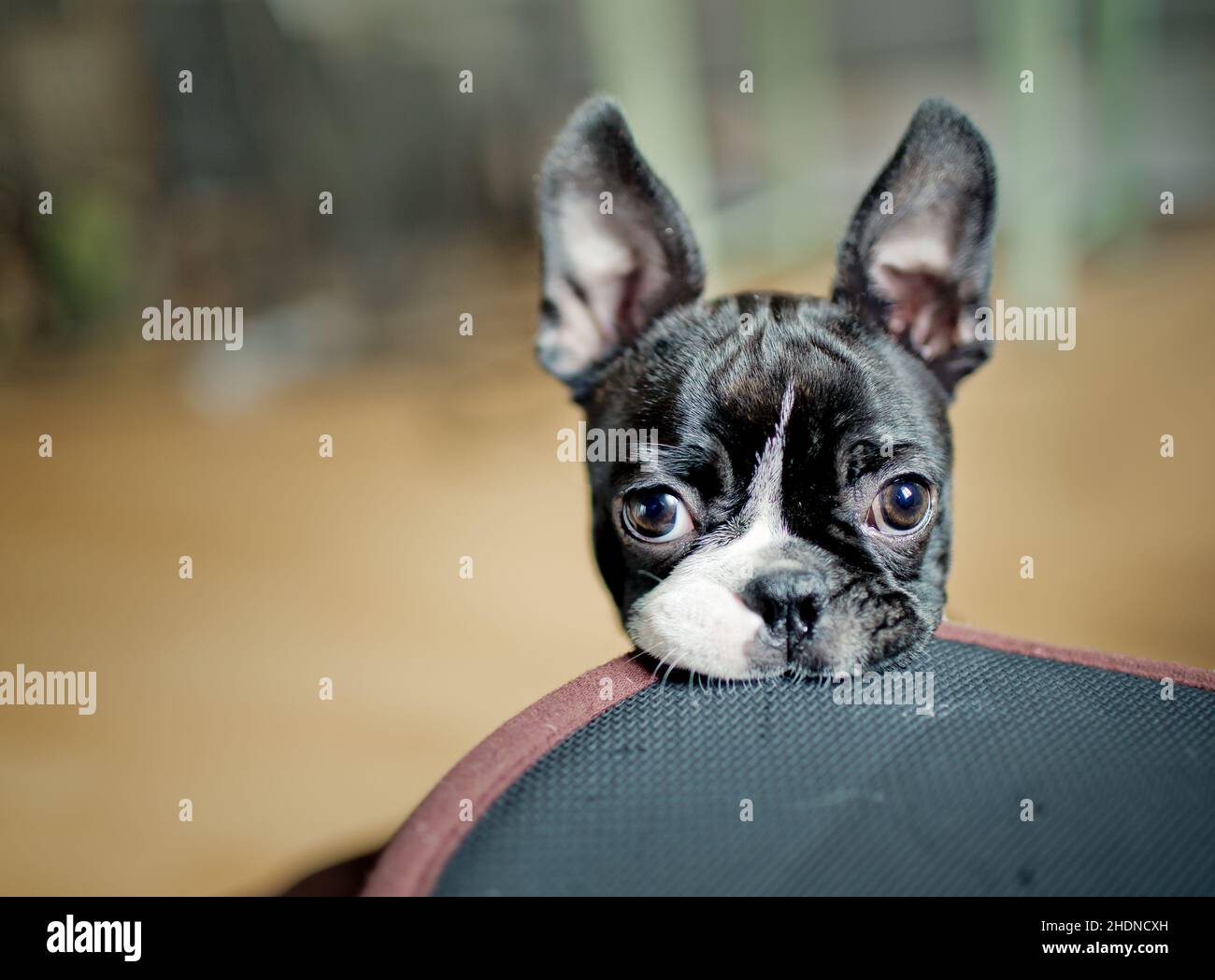 Tan boston terrier best sale puppies