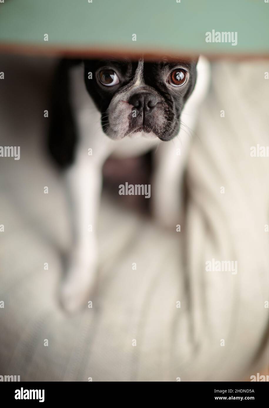 hiding, boston terrier, hide, boston terriers Stock Photo