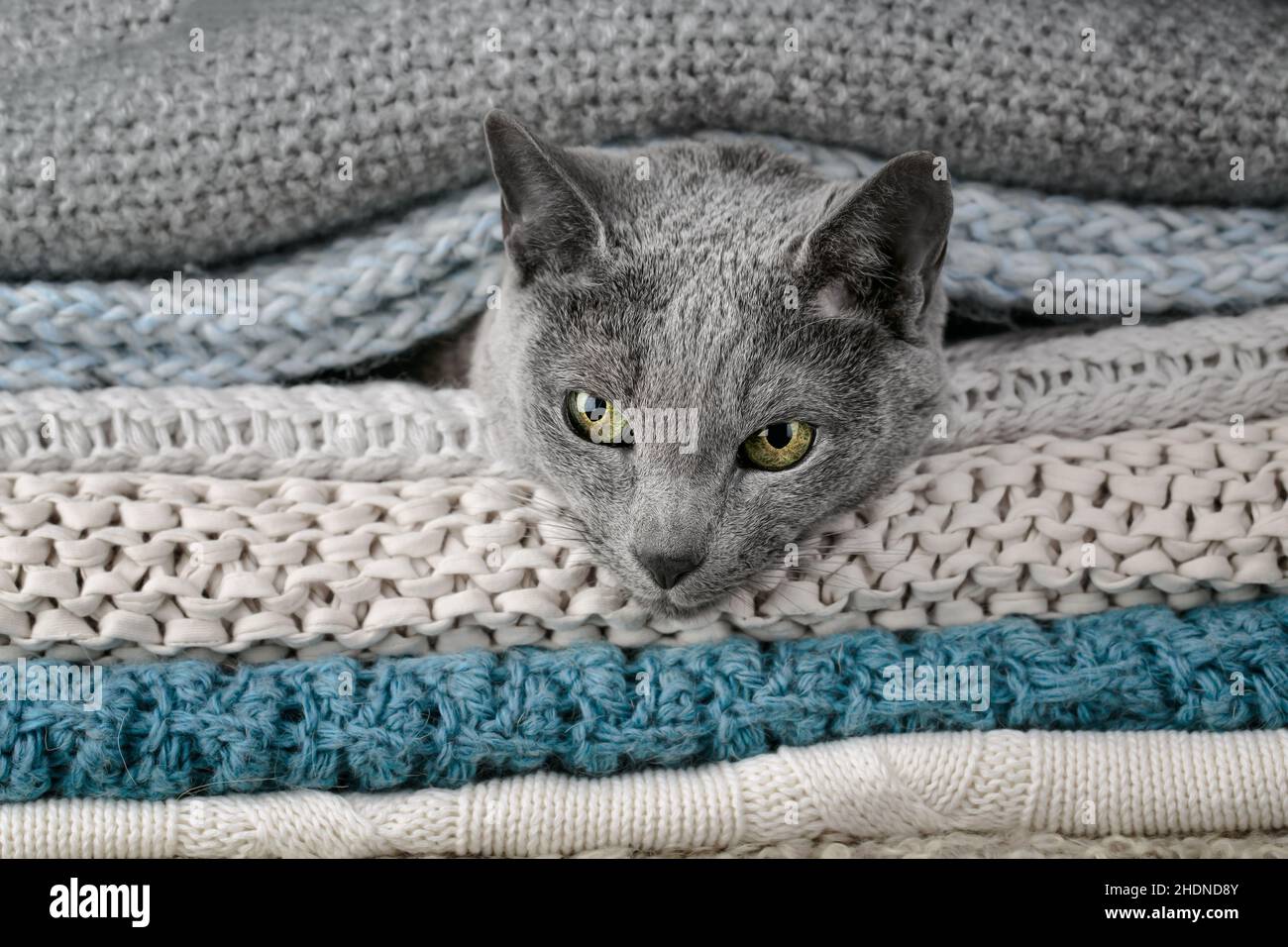 cat, blanket, look out, cats, blankets, look outs Stock Photo Alamy