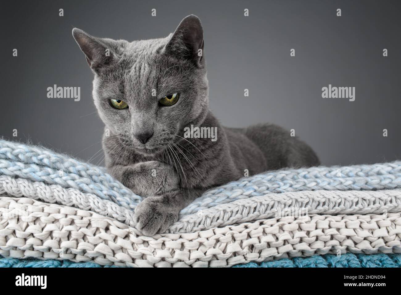 cat, russian blue, cats, russian blues Stock Photo Alamy