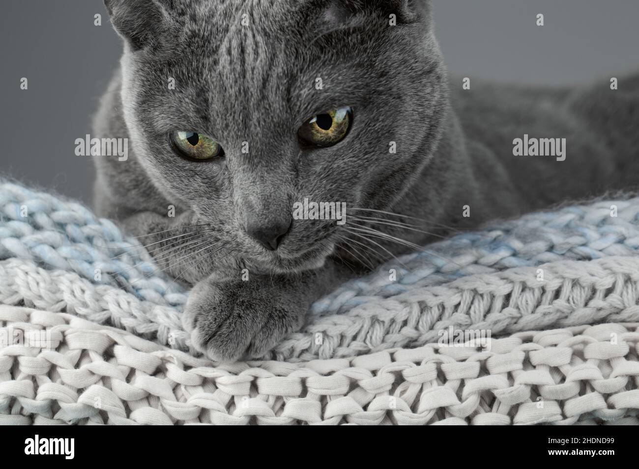 cat, russian blue, cats, russian blues Stock Photo Alamy