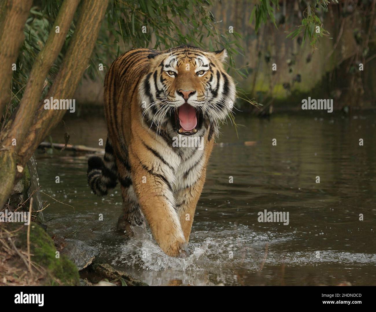 tiger, siberian tiger, tigers, siberian tigers Stock Photo