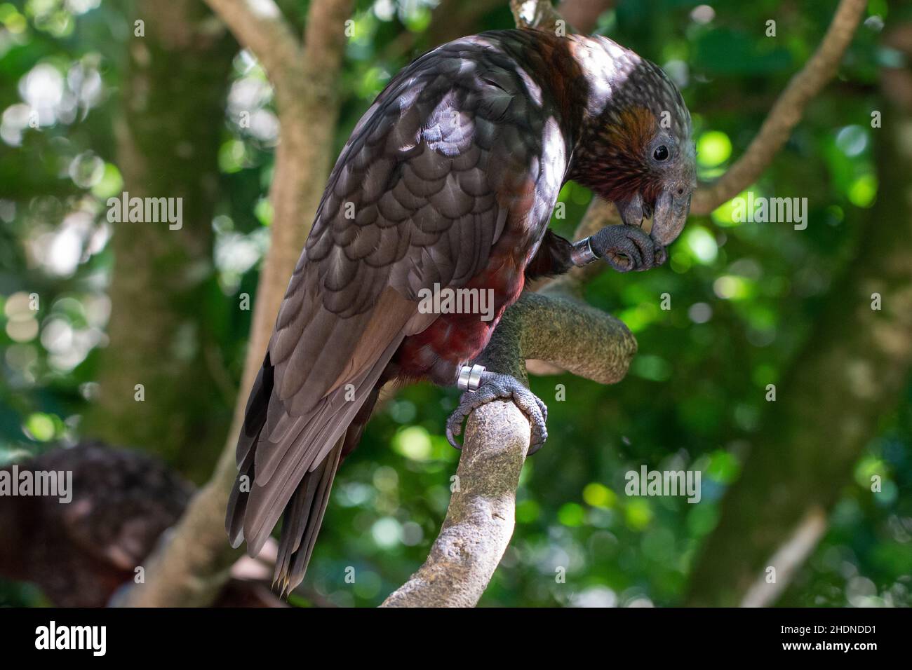 Kaka (Nestor meridionalis), a native New Zealand parrot feeding in Zealandia Ecosanctuary Stock Photo