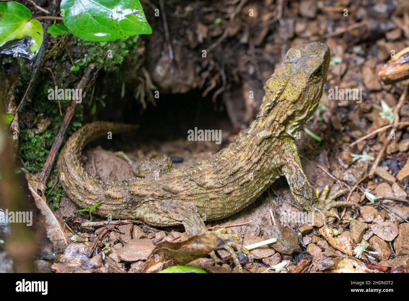 Native reptilian species hires stock photography and images Alamy