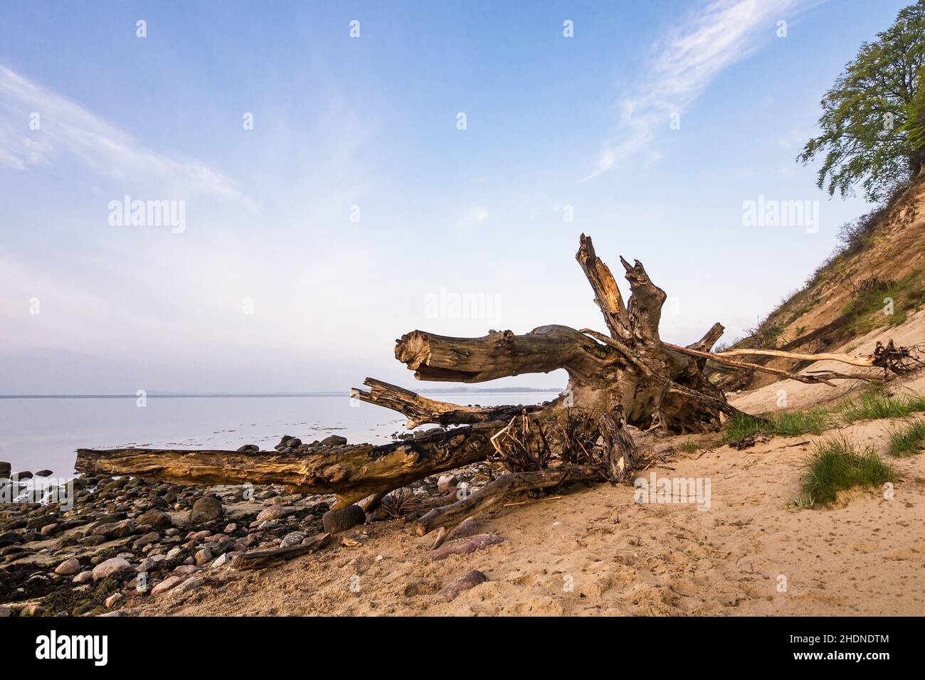baltic sea, baltic sea coast, deadwood, tree root, baltic seas, baltic sea coasts, deadwoods, tree roots Stock Photo