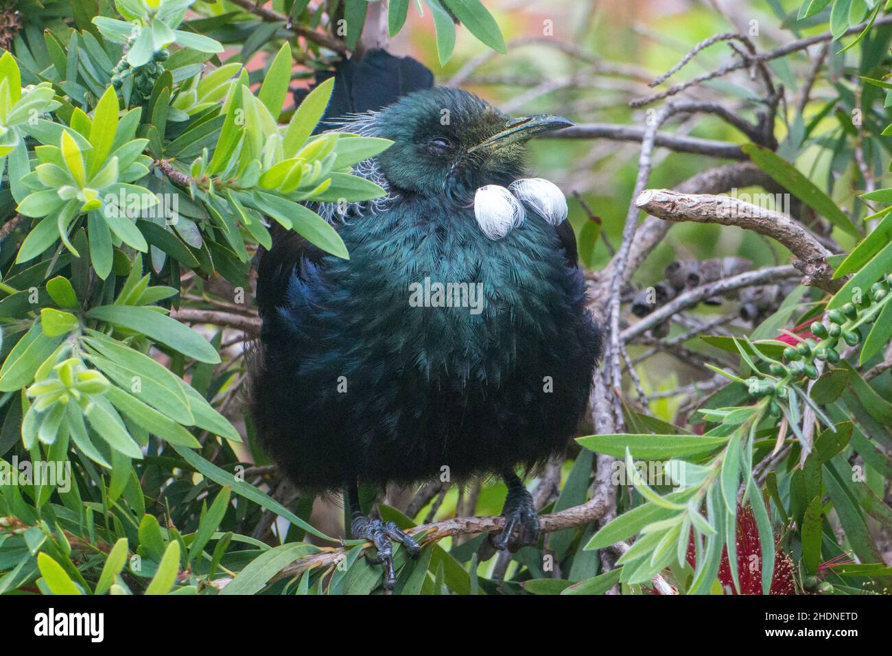 A Tui (Prosthemadera novaeseelandiae) perched in a bottlebrush bush, native, edemic, New Zealand bird Stock Photo
