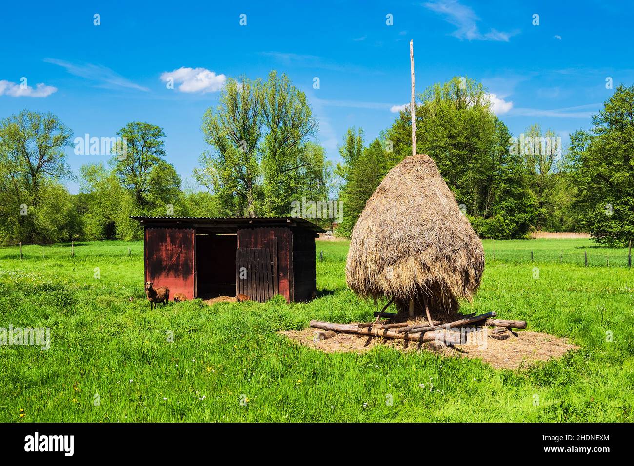 Sheep Haystack Sheep runs hi-res stock photography and images - Alamy