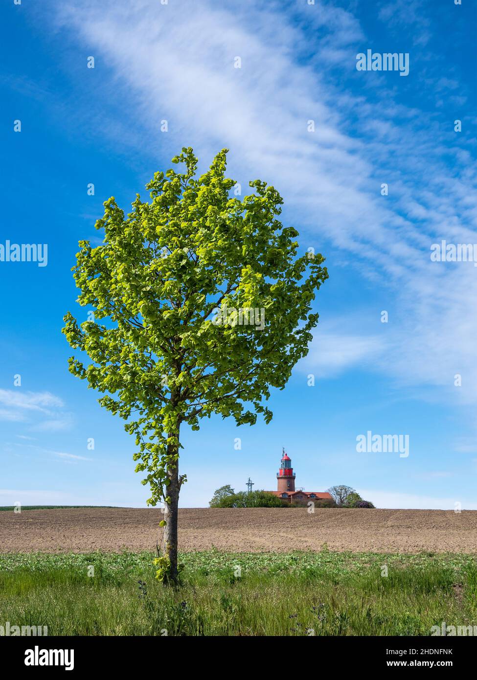 tree, lighthouse, bastorf, trees, lighthouses Stock Photo Alamy