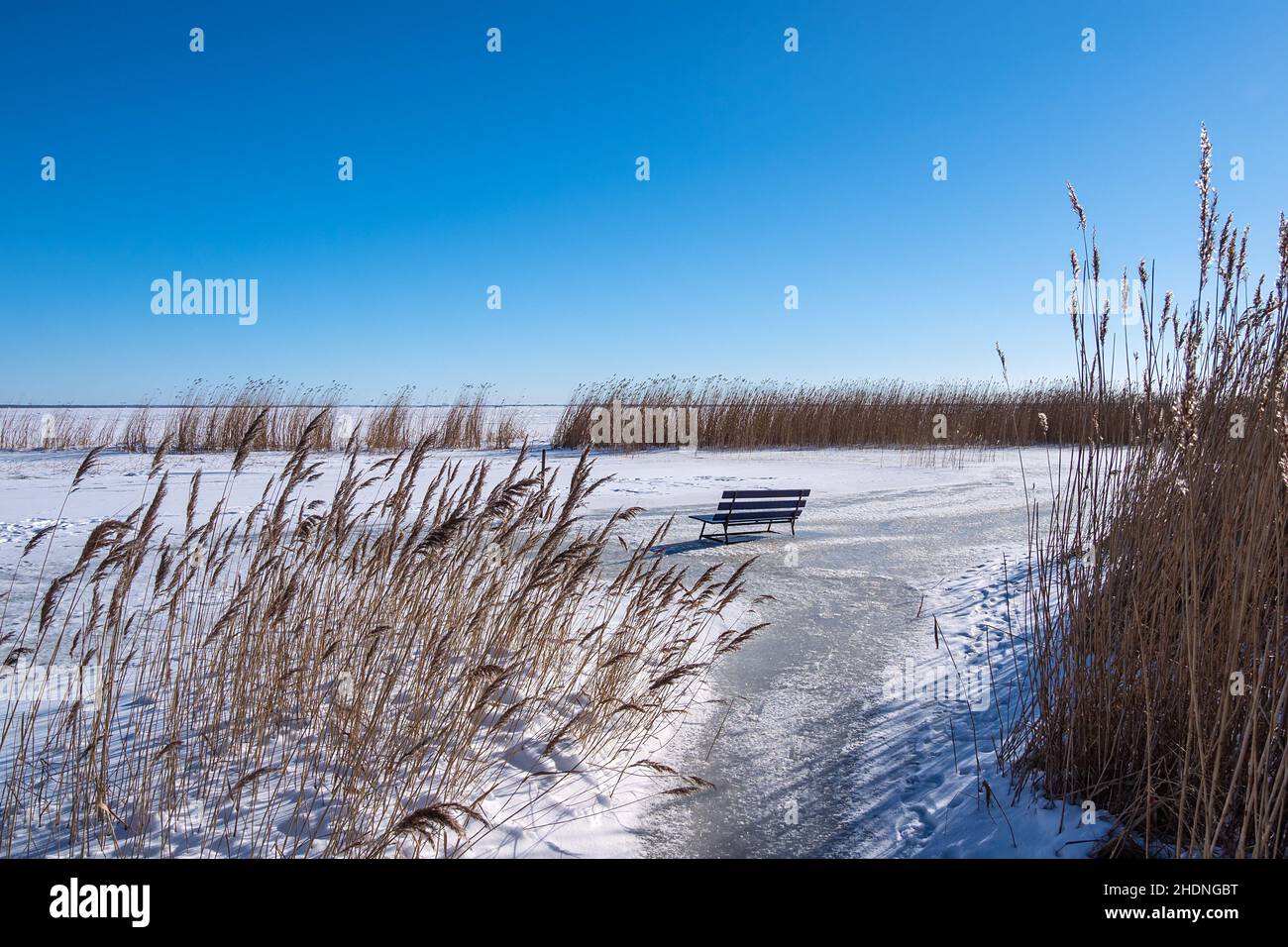 reed, bench, bodden, reeds, benchs, boddens Stock Photo