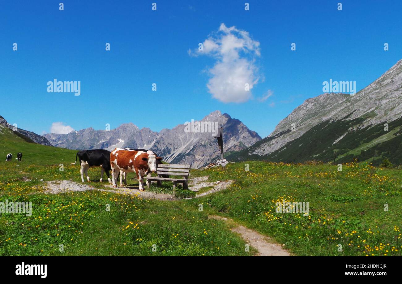 cows, alpine pasture, cow, alpine pastures Stock Photo