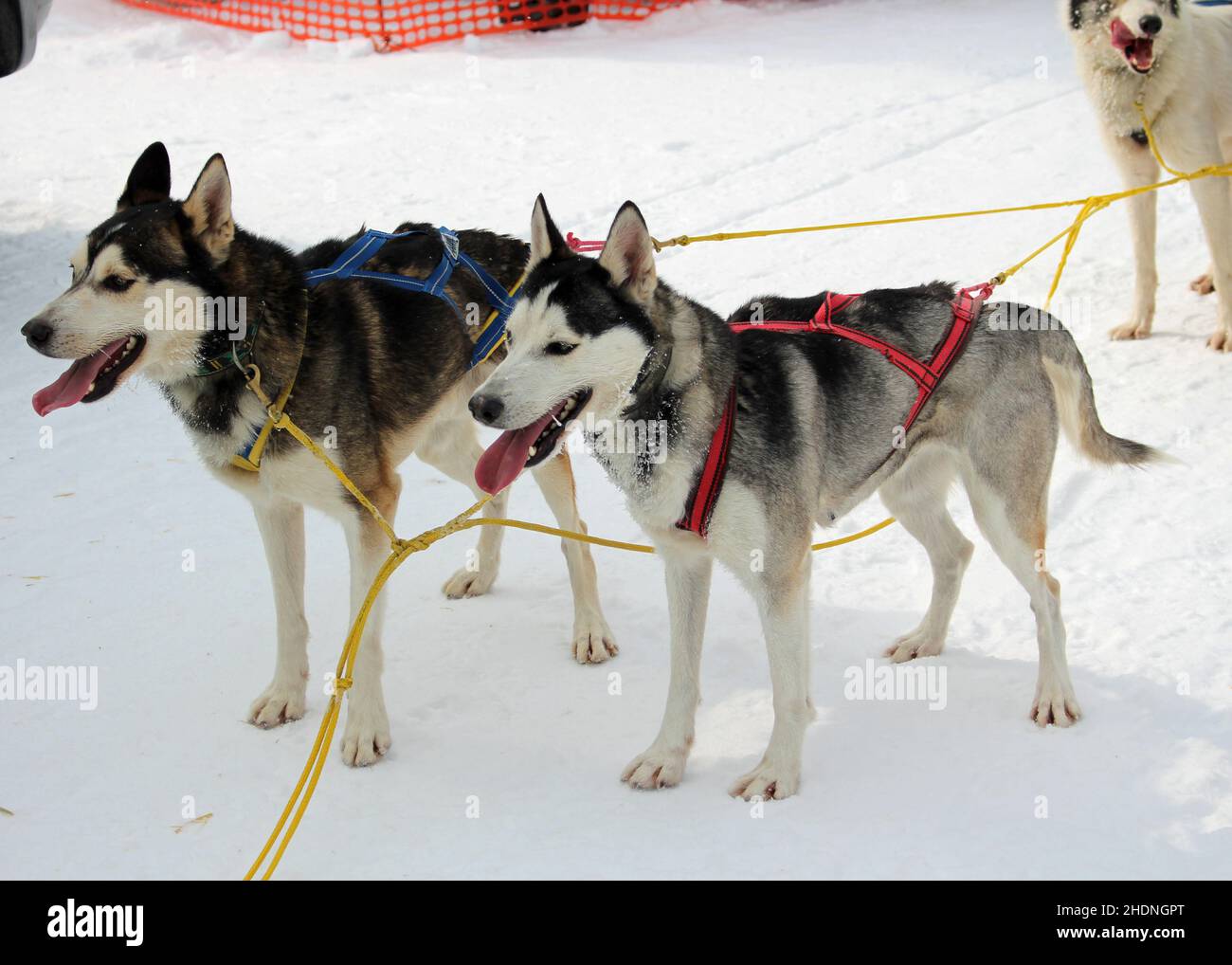 sled dog, sled dogs Stock Photo - Alamy