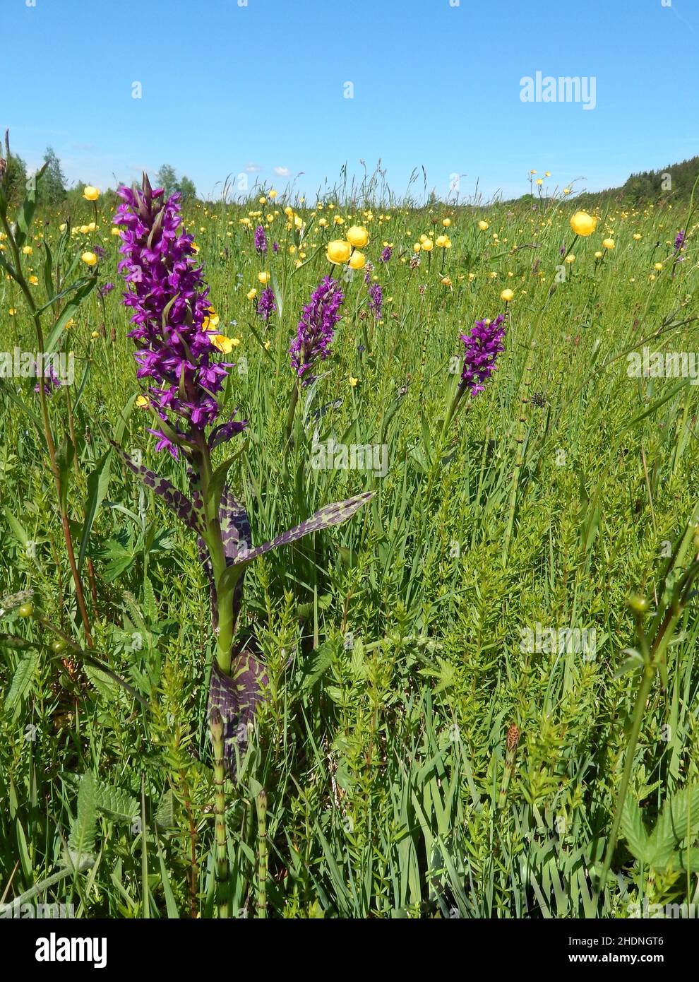 orchid, bog meadow , orchids Stock Photo