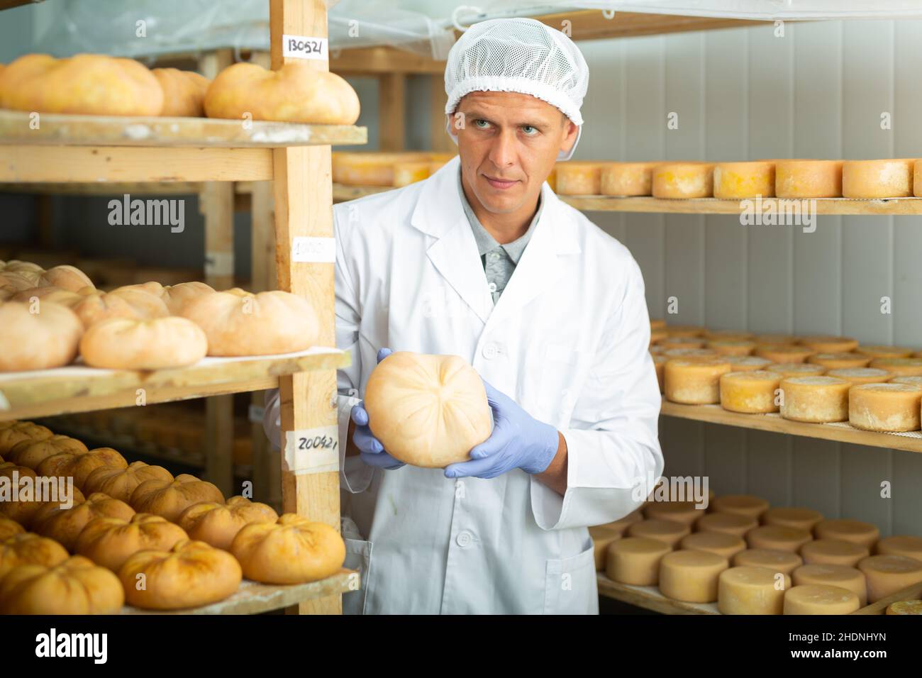 Portrait of cheese maker carrying hard cheeses - Stock Image - F023/1666 -  Science Photo Library