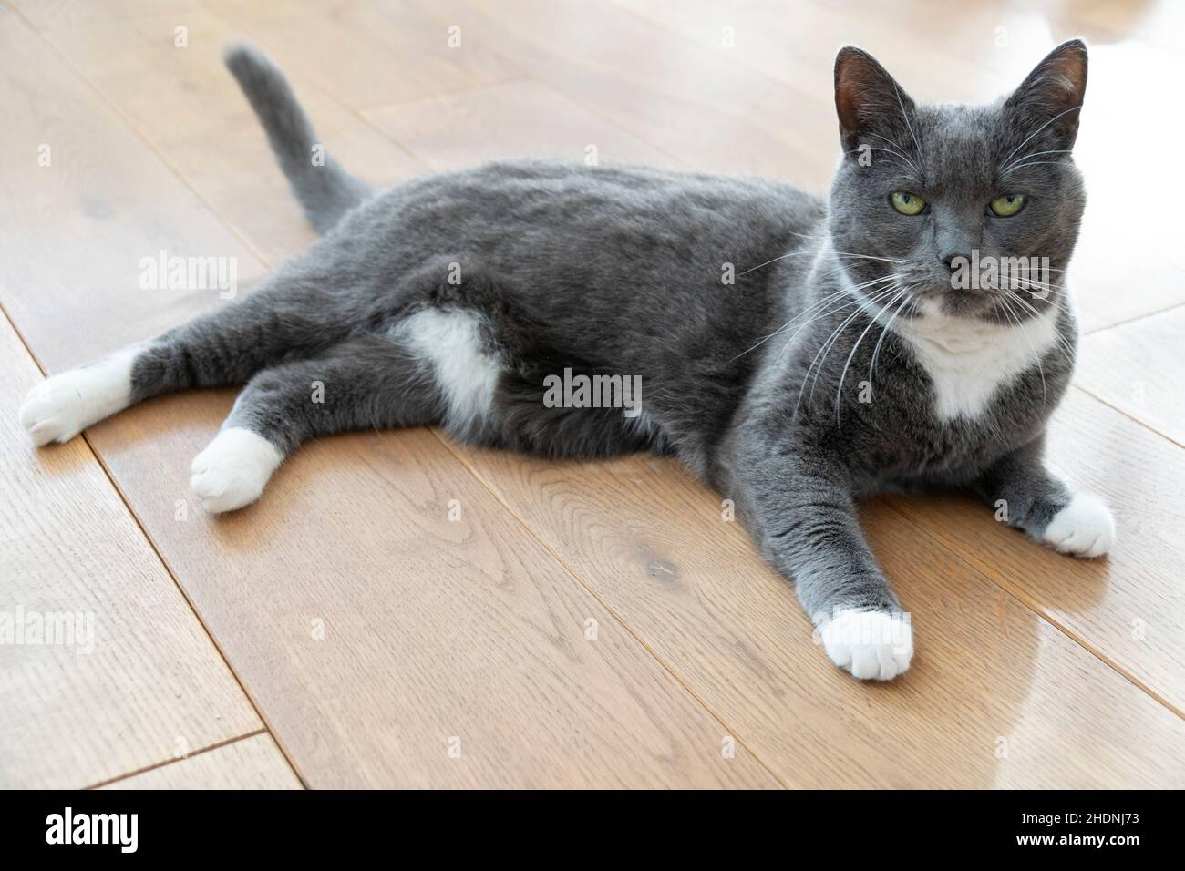cat, british shorthair, cats Stock Photo Alamy