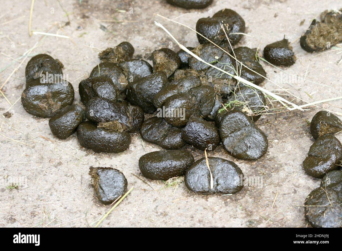 dung, horse apples, dungs, horse apple, horse excrement Stock Photo