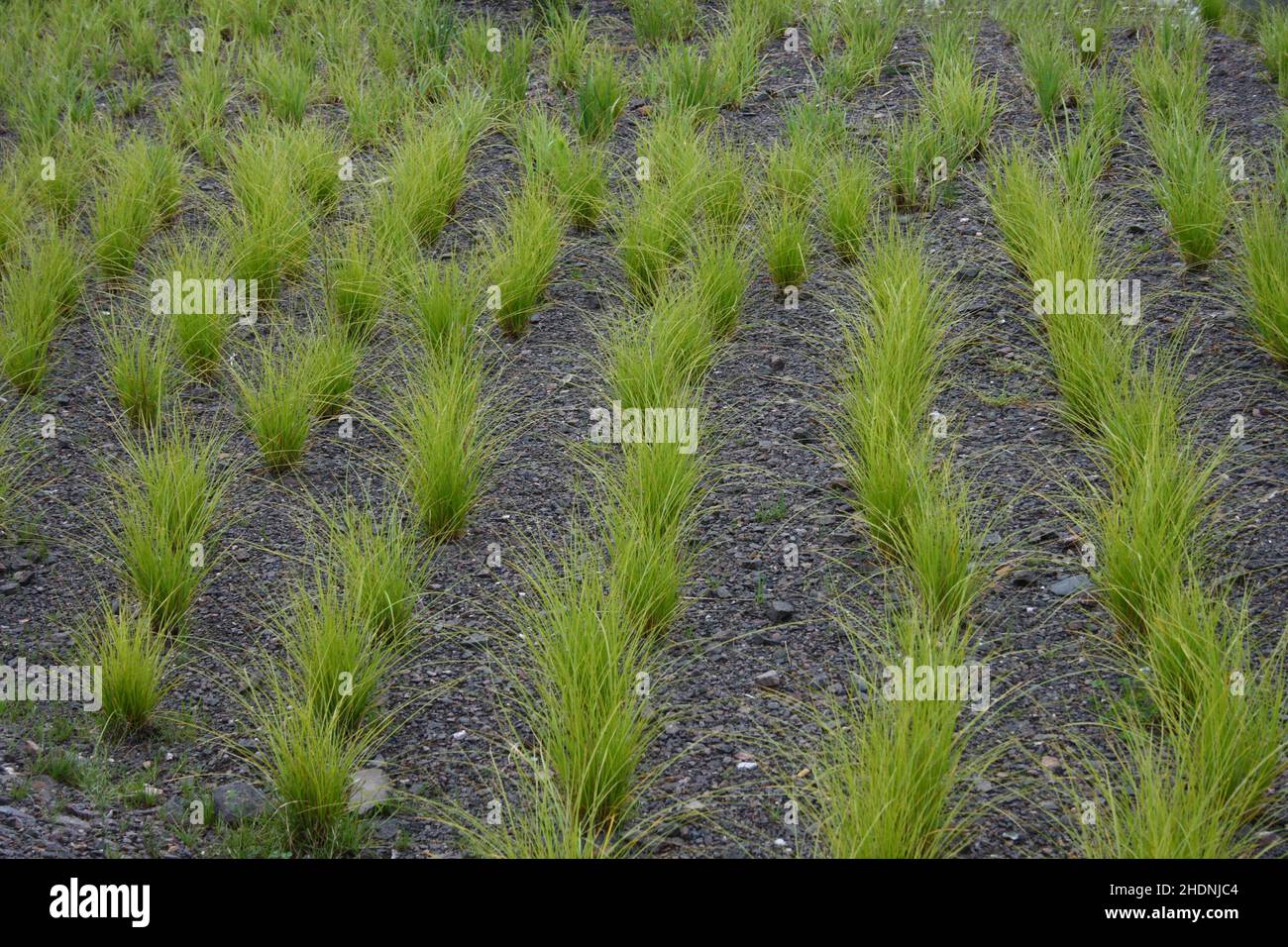 pennisetum alopecuroides Stock Photo