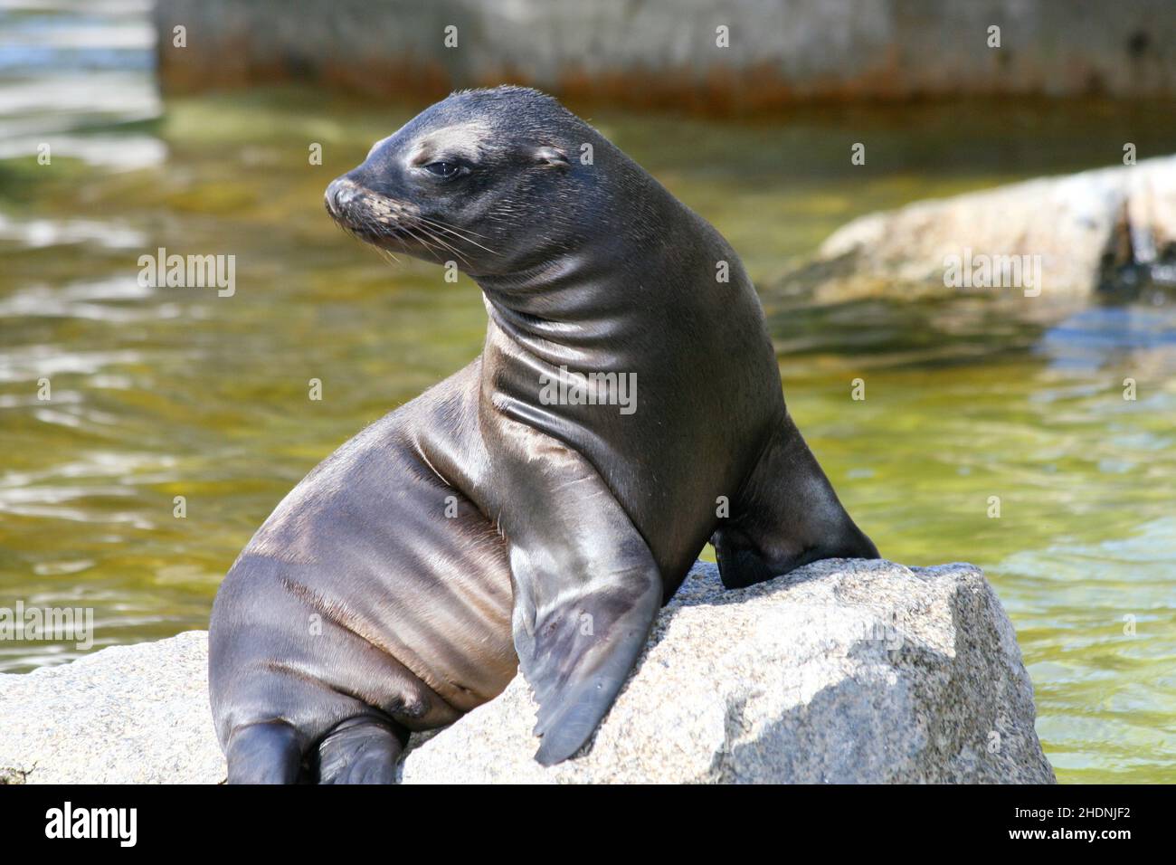 1 seal hi-res stock photography and images - Alamy