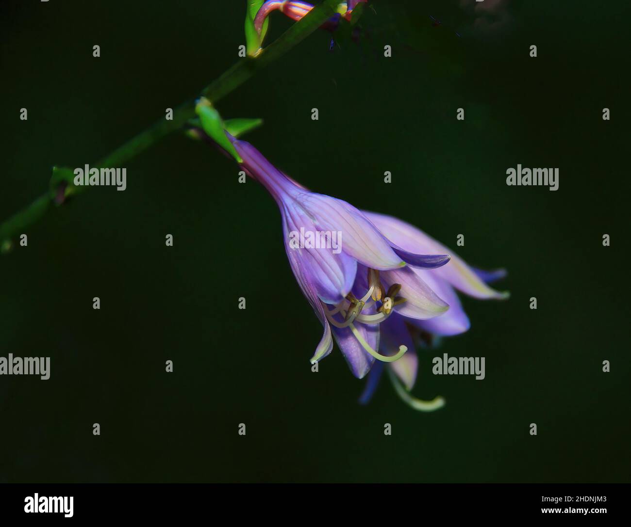 Closeup of hosta blossom blooming in late summer in the month of September. Stock Photo