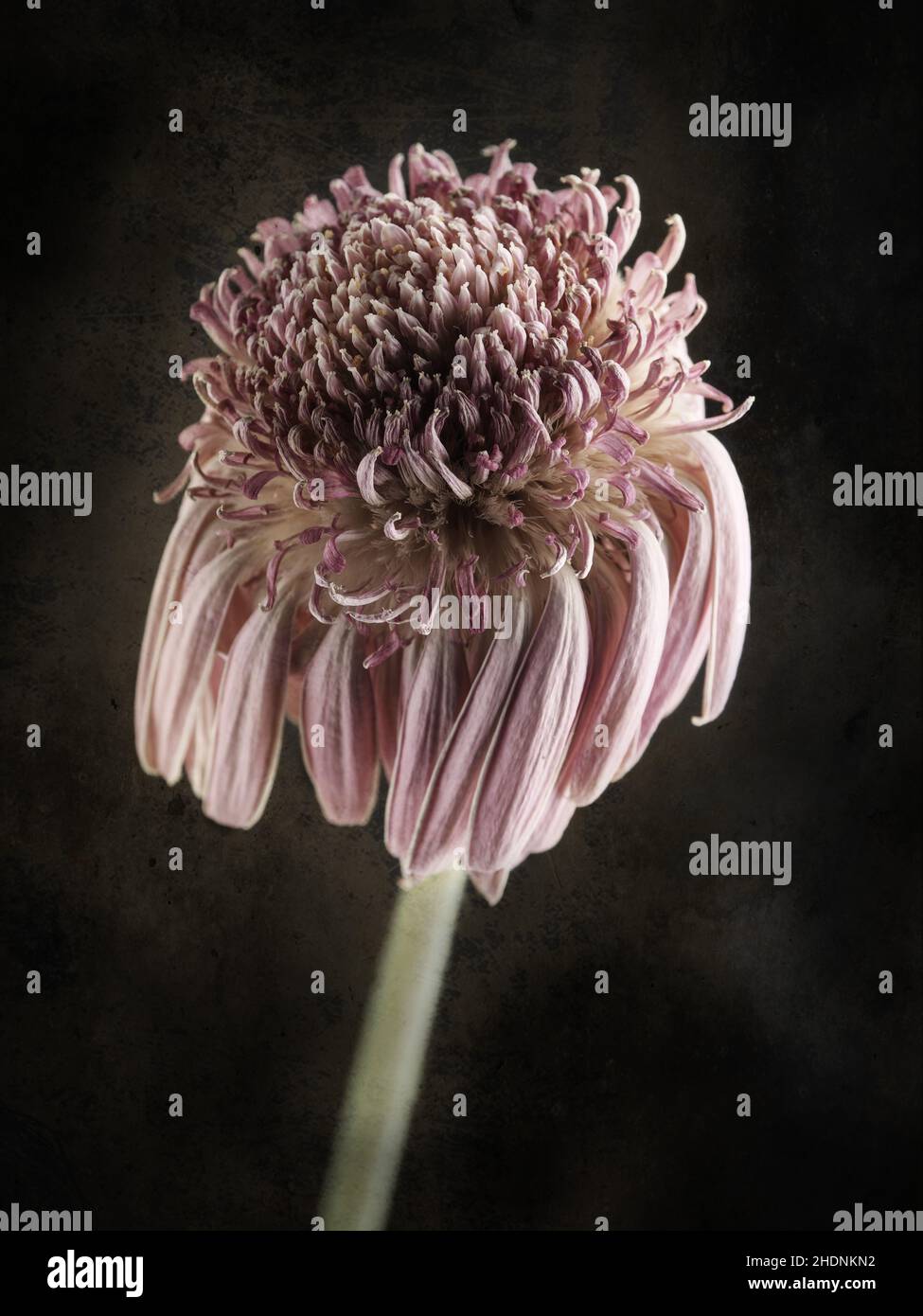 gerbera, faded, fadeds Stock Photo