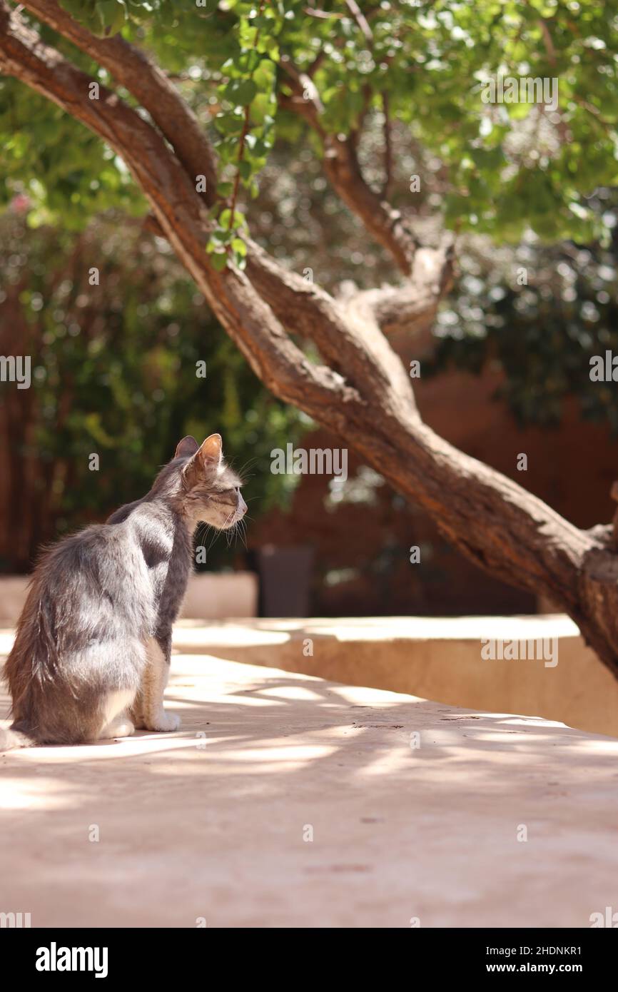 Adorable fluffy cat sitting on the pathway in the garden Stock Photo ...