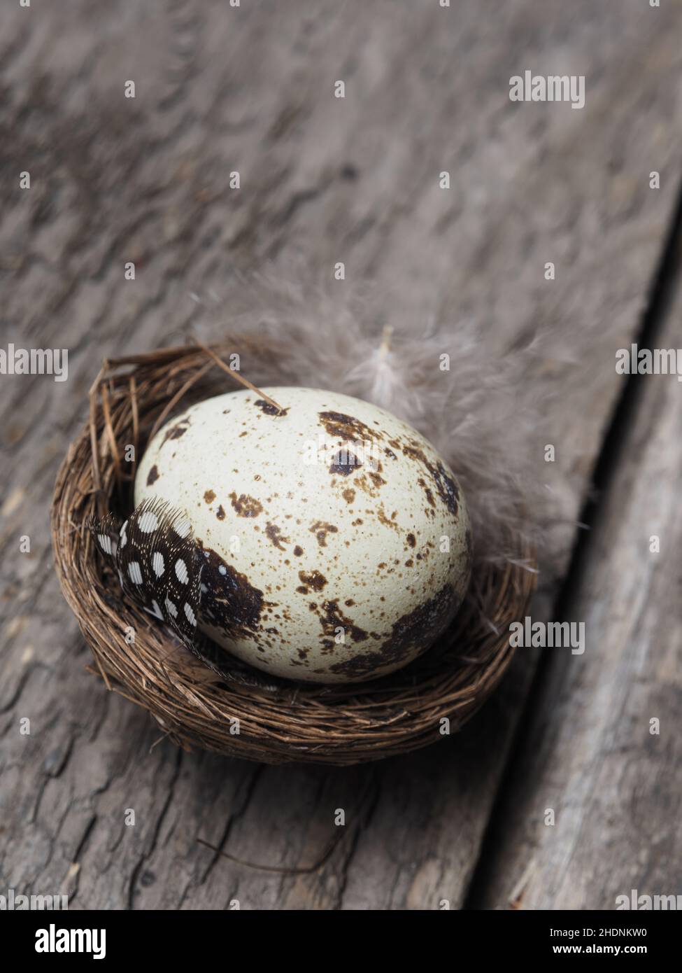 quail, quails Stock Photo