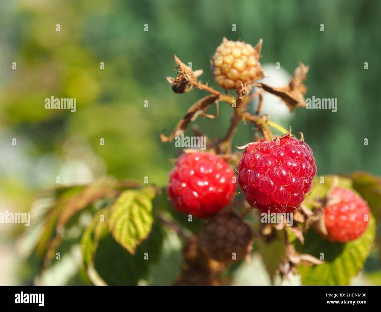 Reifs High Resolution Stock Photography and Images - Alamy