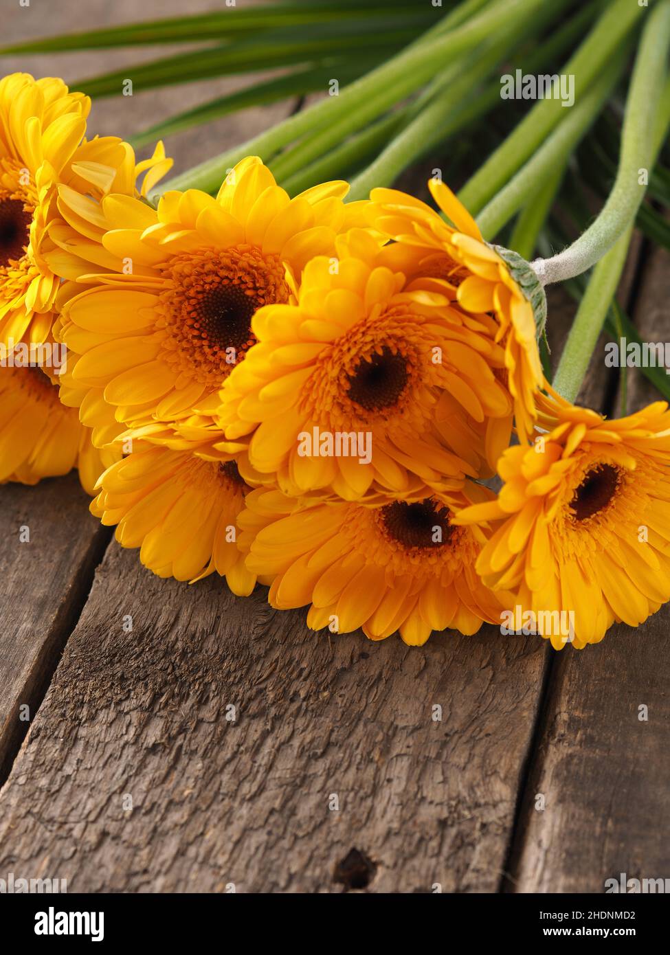 bouquet, gerbera, bouquets Stock Photo
