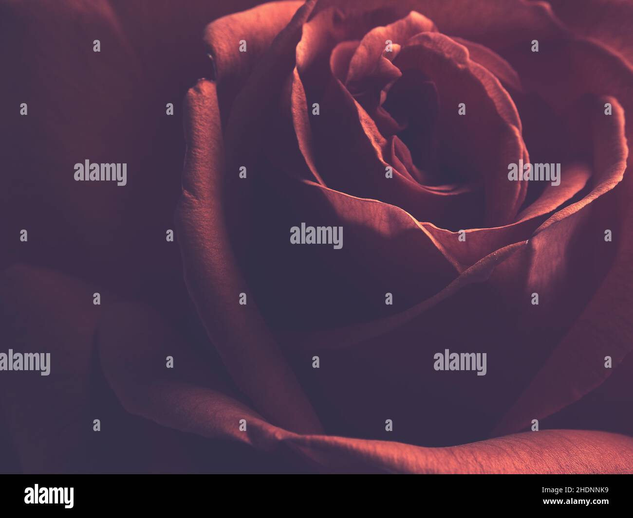 Close up shot red roses hi-res stock photography and images - Alamy