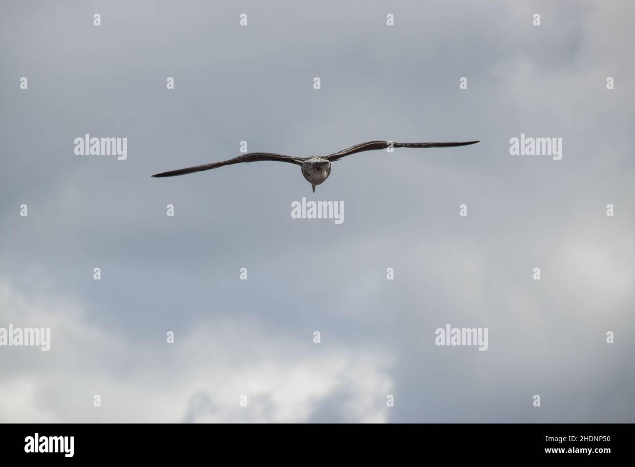 Photo of a seagull bird flying in a cloudy sky Stock Photo - Alamy