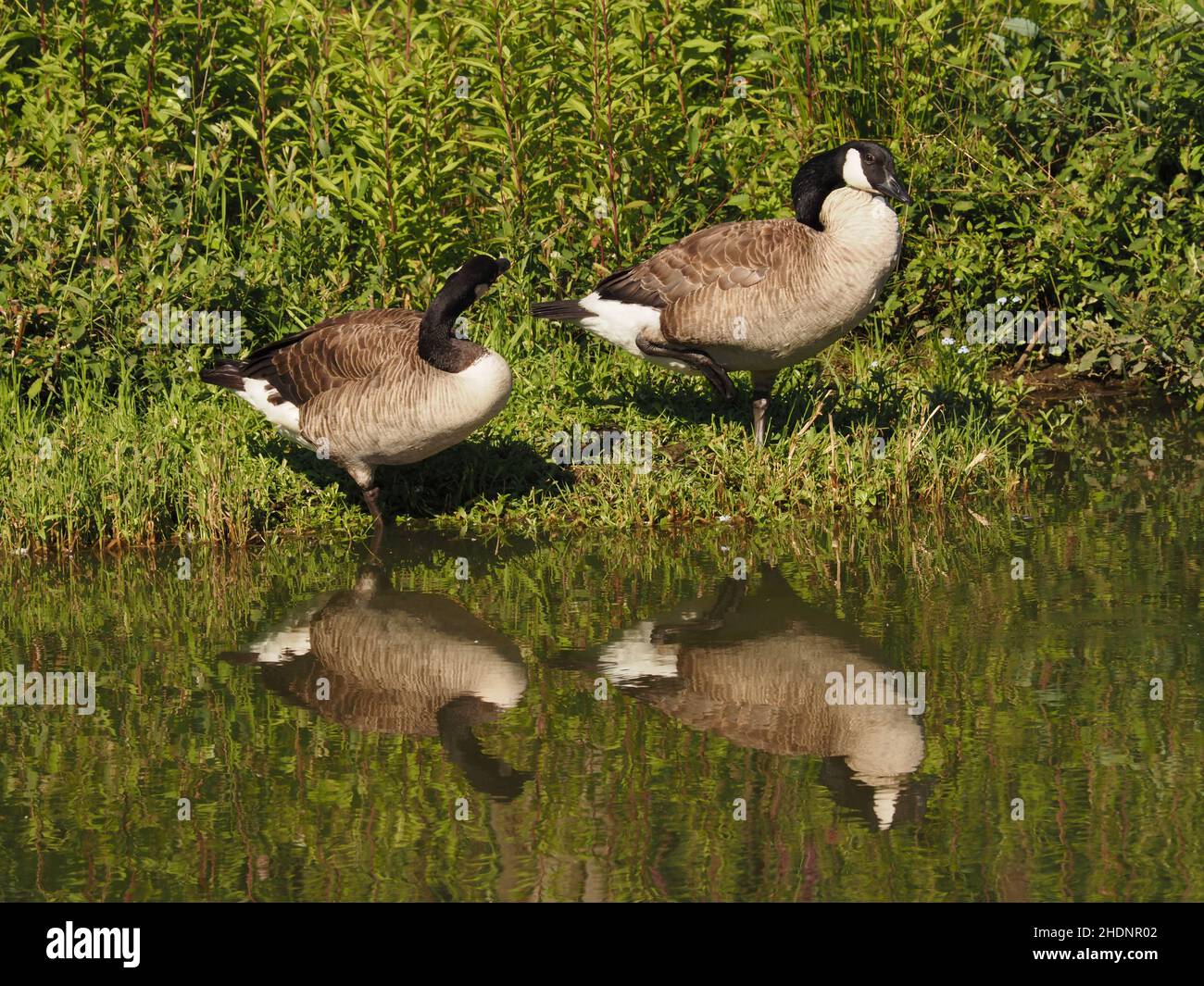 2 gooses hires stock photography and images Alamy