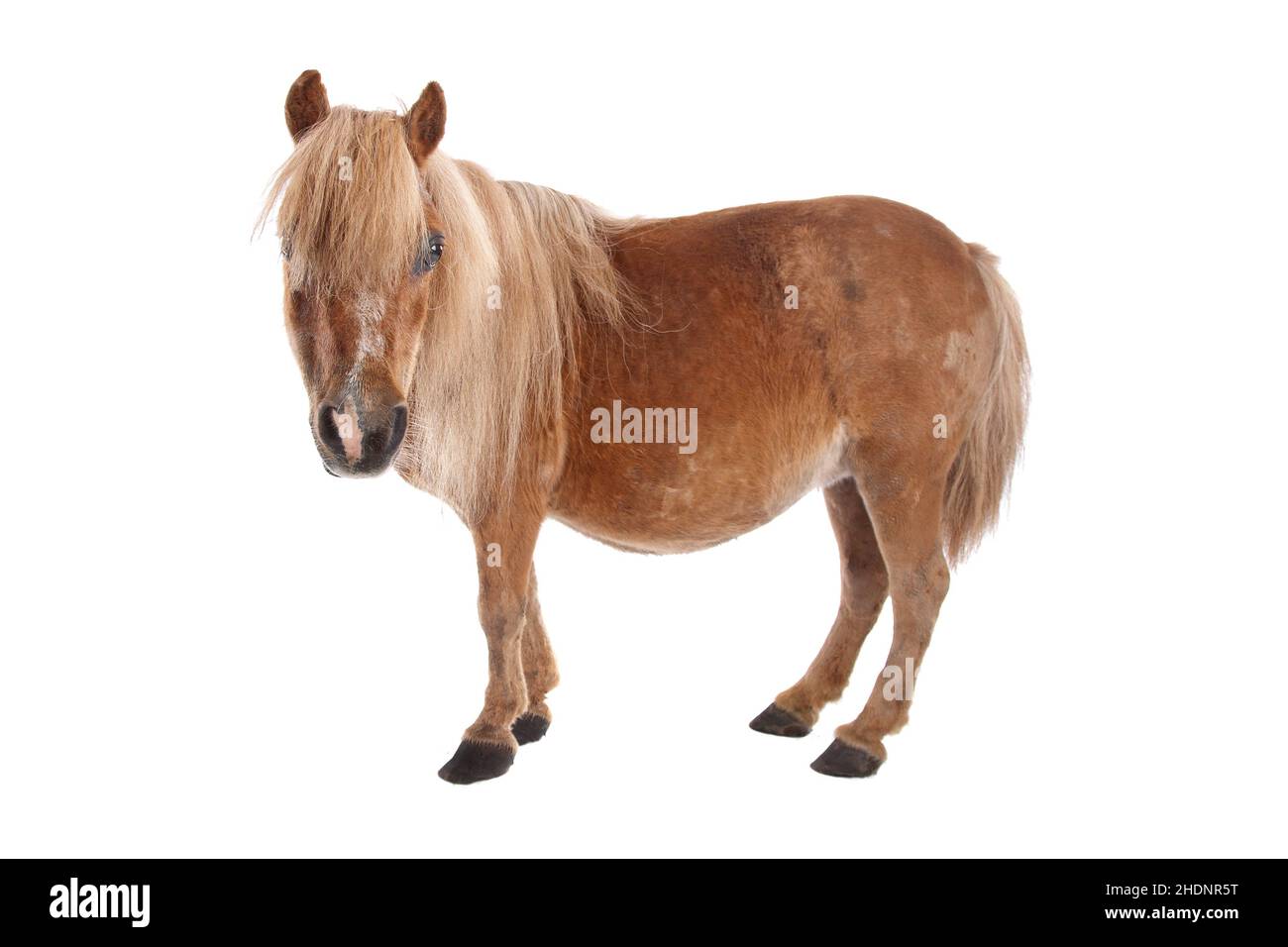 pony, ponies Stock Photo
