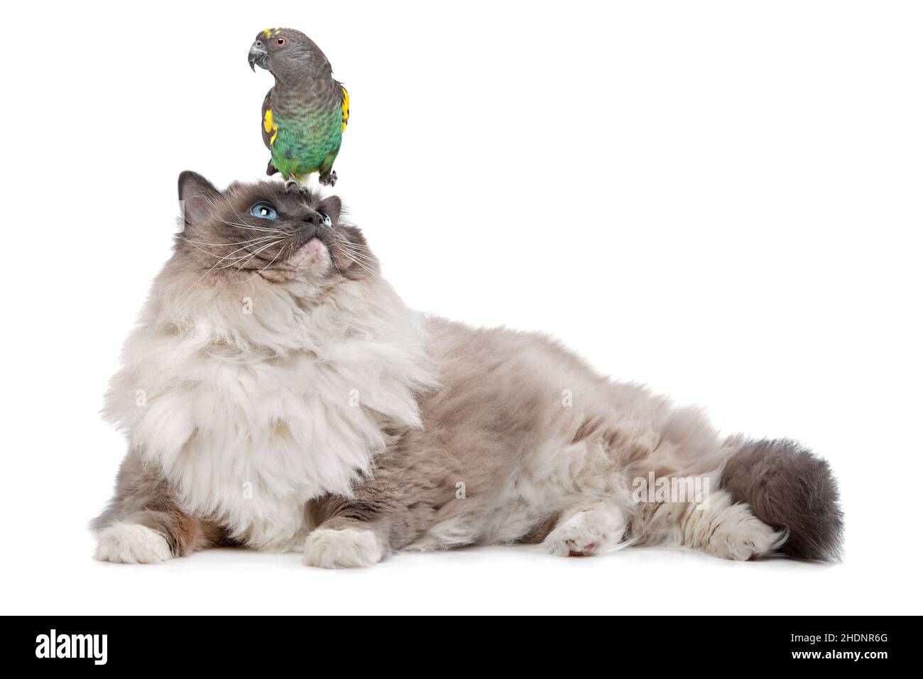 cat, parrot, cats, parrots Stock Photo Alamy