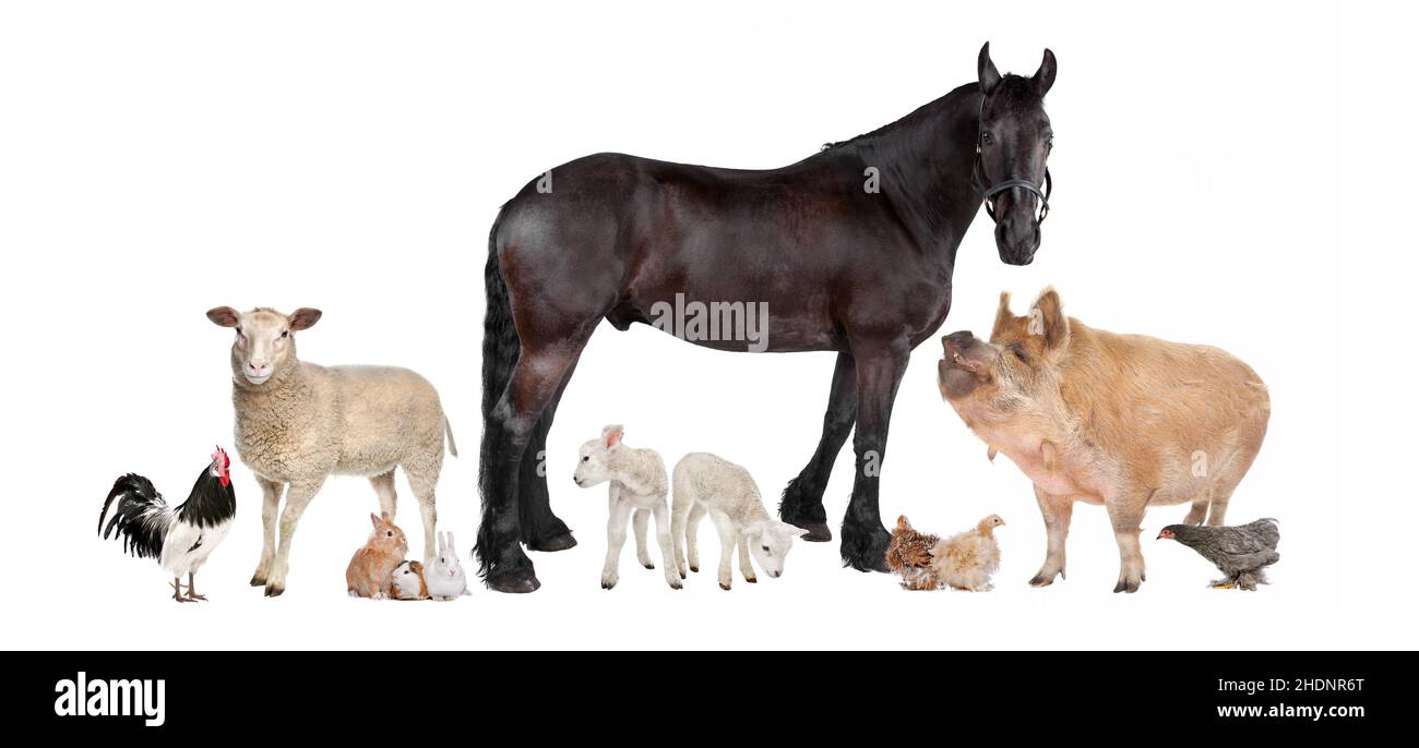 animals, farm, animal, farms, homestead Stock Photo Alamy