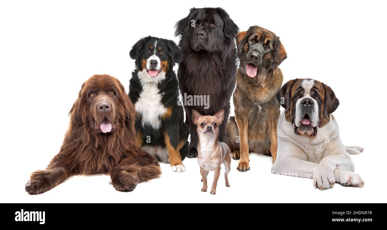 purebred dog, various, purebred dogs Stock Photo