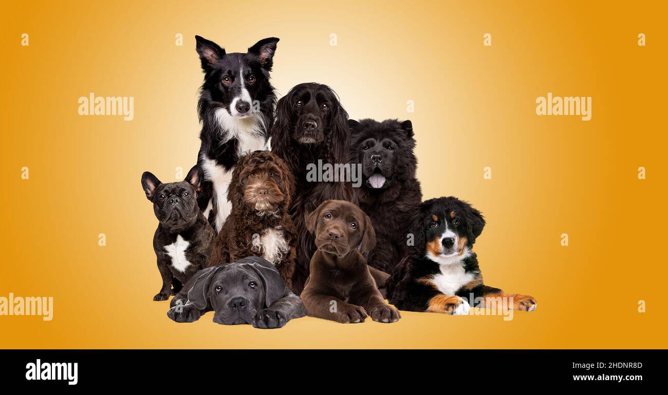 dogs, purebred dog, dog, purebred dogs Stock Photo - Alamy