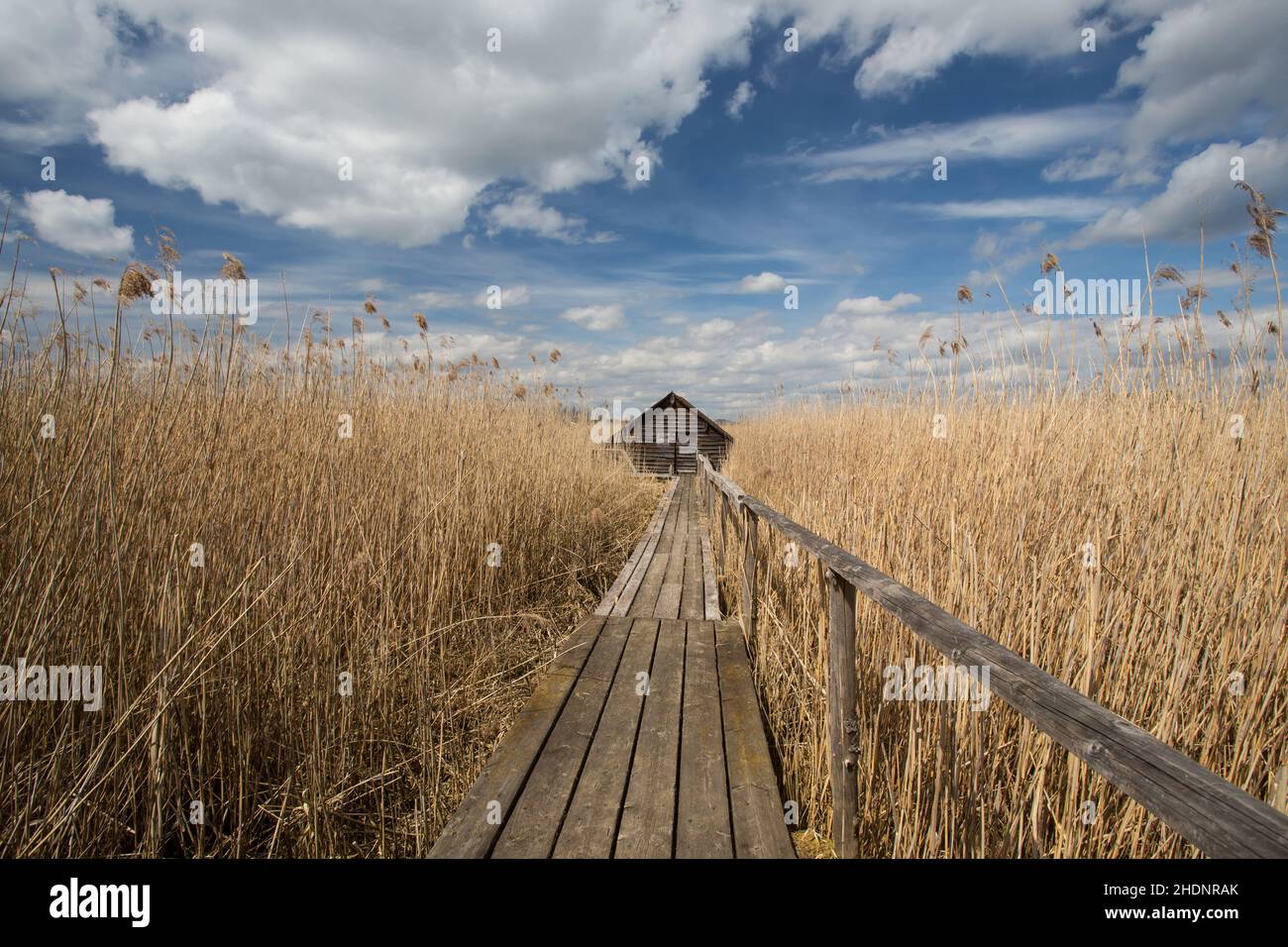 reed, pier, feder lake, reeds, piers Stock Photo