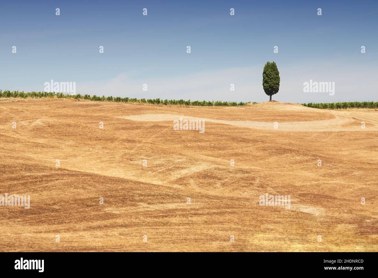 field, summer, tuscany, fields, summers, tuscanies Stock Photo