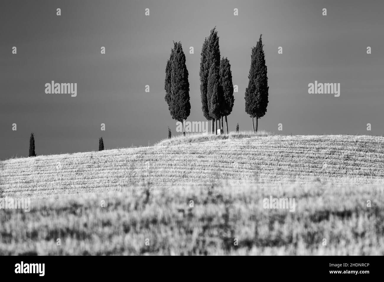 black and white, tuscany, cypress, black and whites, tuscanies Stock Photo