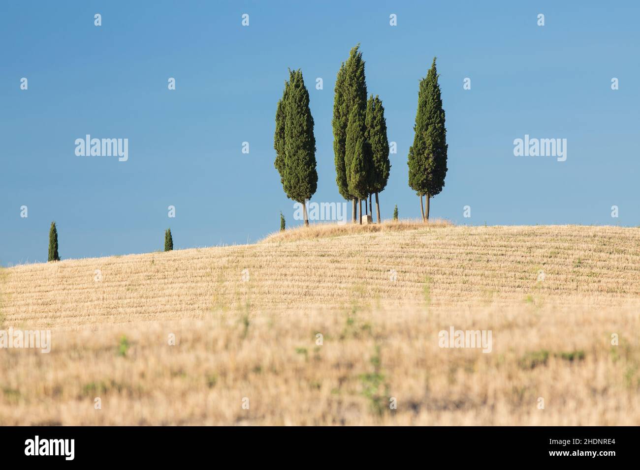 field, tuscany, cypress tree, fields, tuscanies, cypress trees Stock Photo