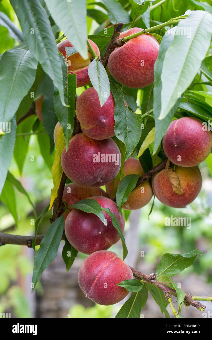 peach, peach tree, peachs, peach trees Stock Photo Alamy