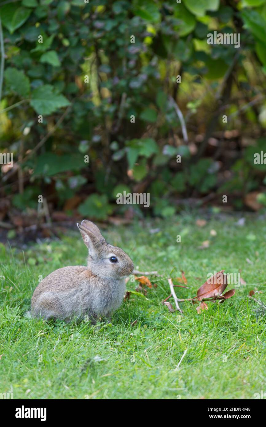 rabbit, european rabbit, rabbits, european rabbits Stock Photo - Alamy