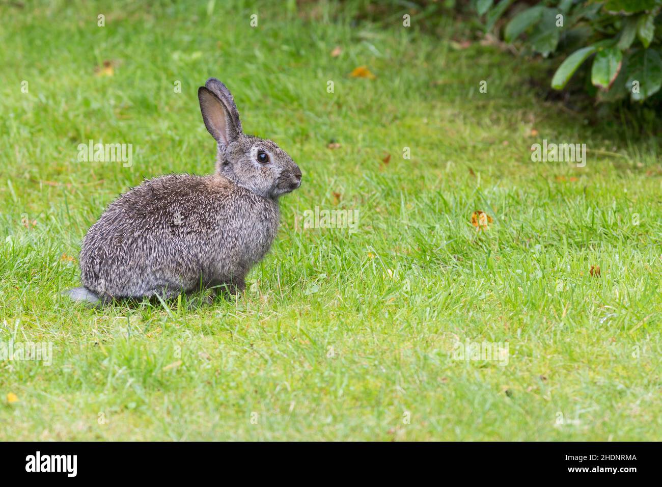 rabbit, european rabbit, hare, rabbits, european rabbits Stock Photo ...