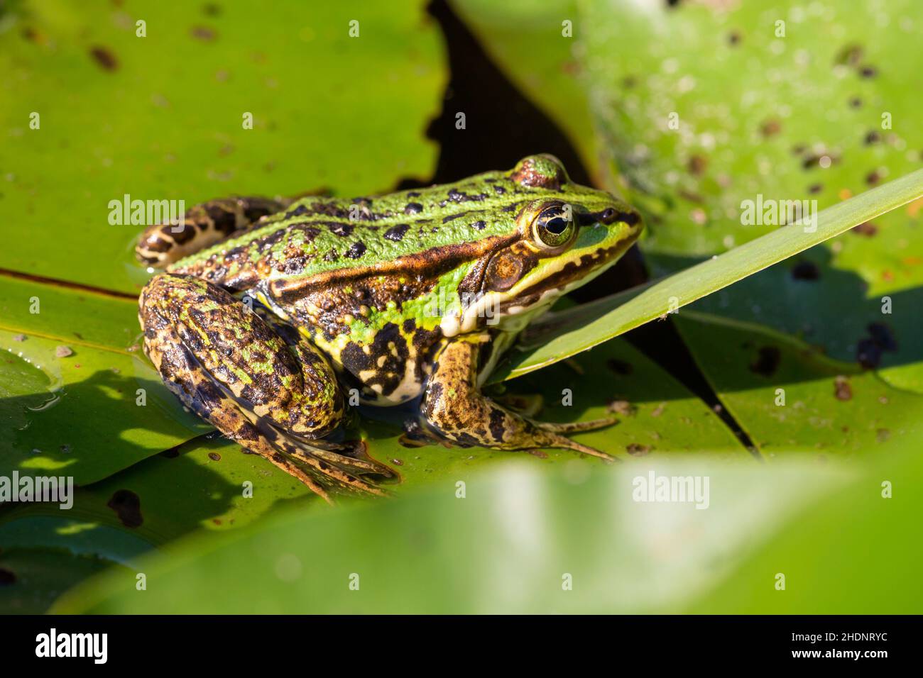 edible frog, water frog, edible frogs, water frogs Stock Photo - Alamy