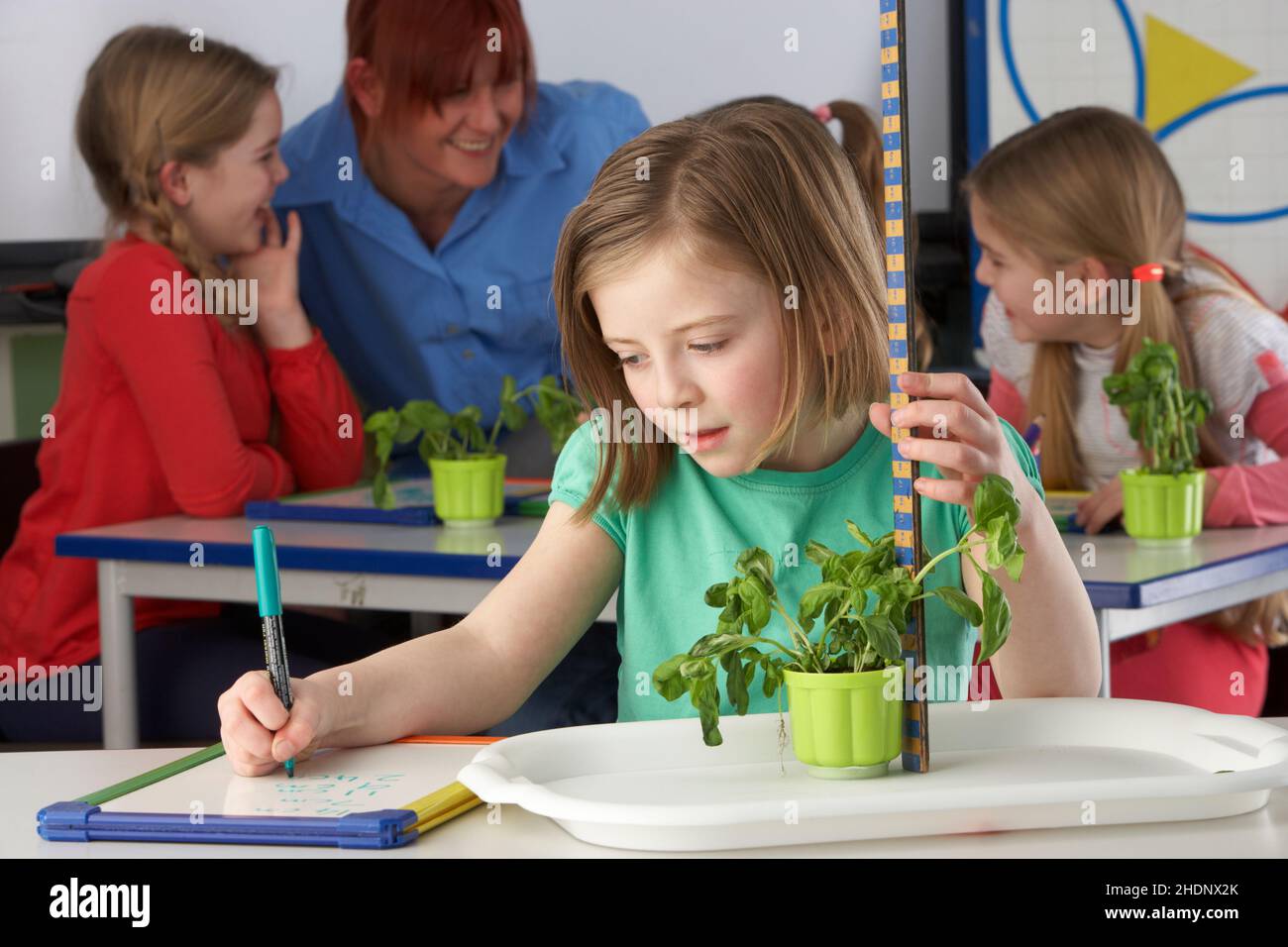 school, pupils, elementary school, biology lesson, schools, school