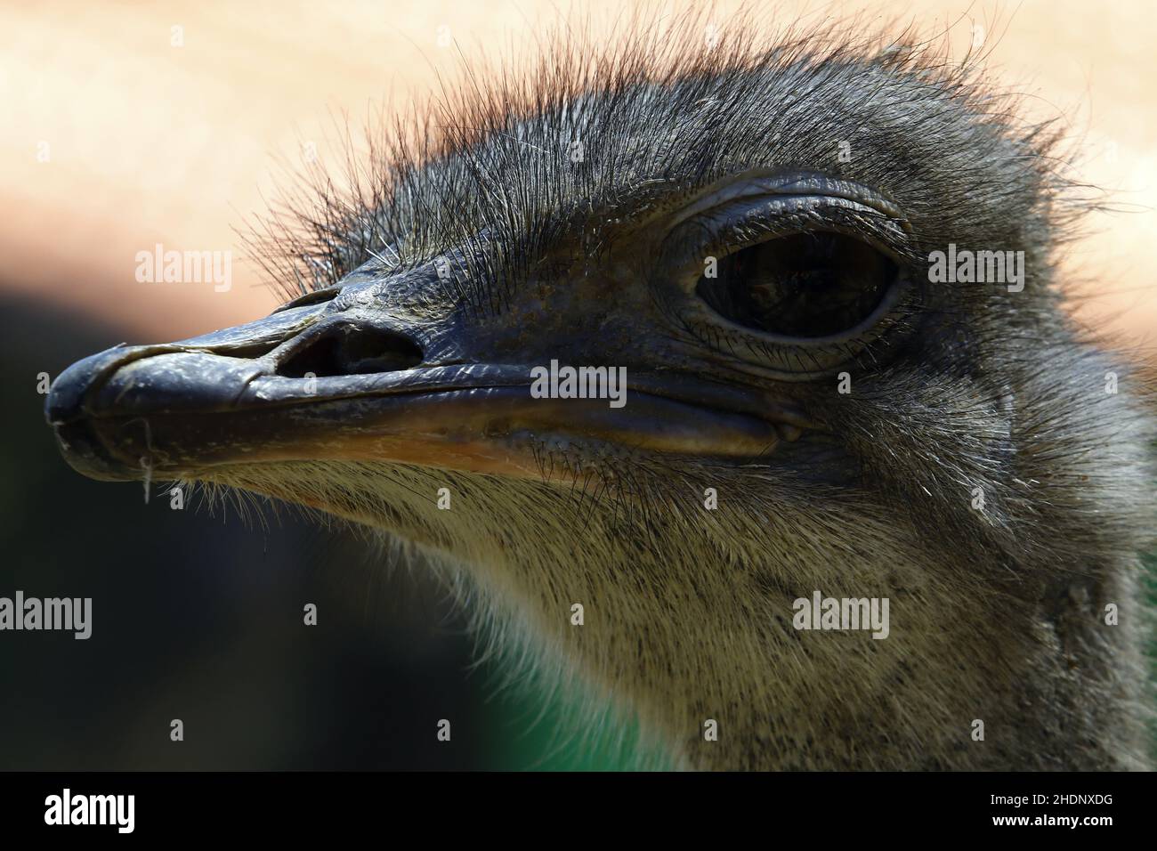 Avestruz americano hi-res stock photography and images - Alamy