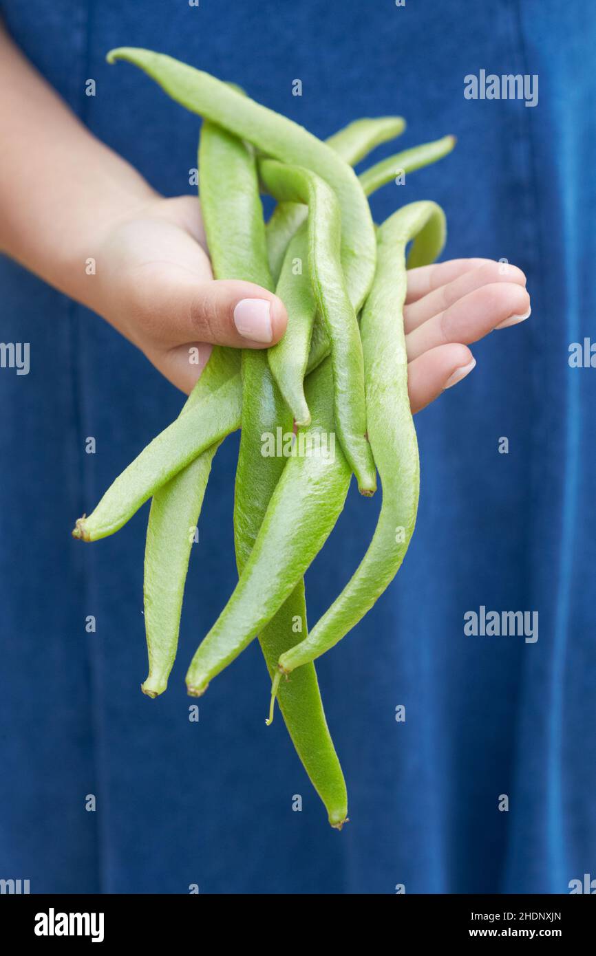 beans, green beans, bean, green bean Stock Photo Alamy