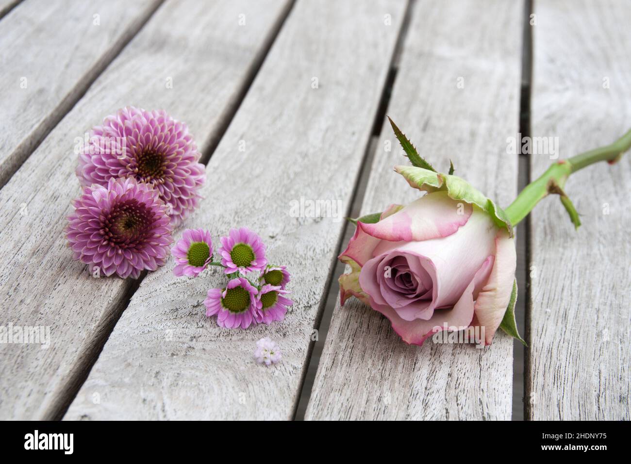 Page 9 - Rose Pinks High Resolution Stock Photography and Images - Alamy