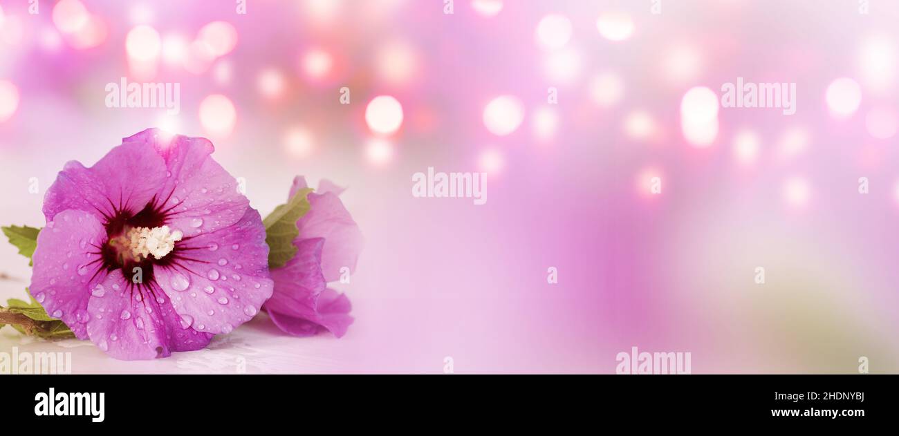 copy space, hibiscus, bokeh, copyspace, plant, bokehs Stock Photo