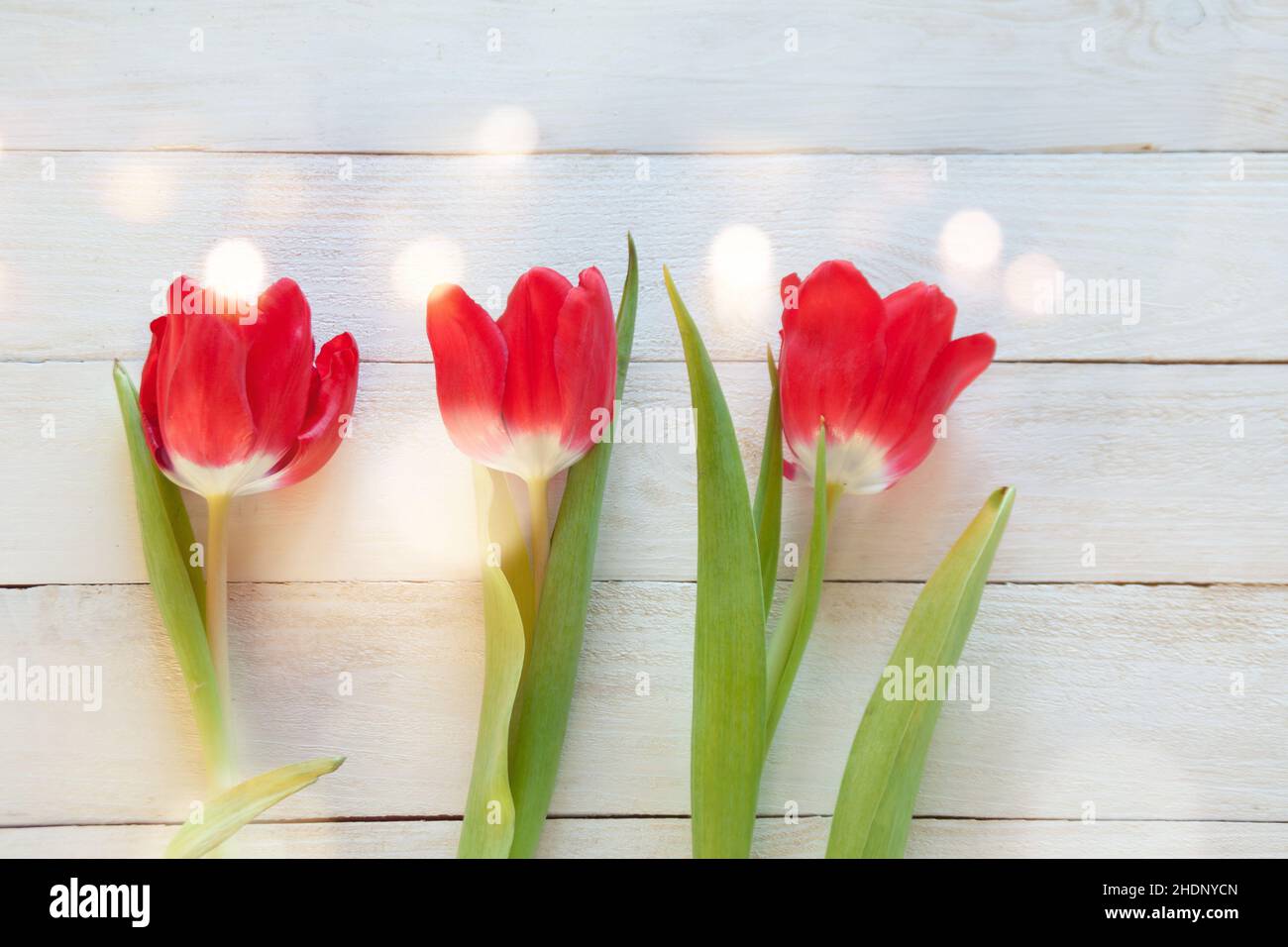 3 tulip flowers hi-res stock photography and images - Alamy