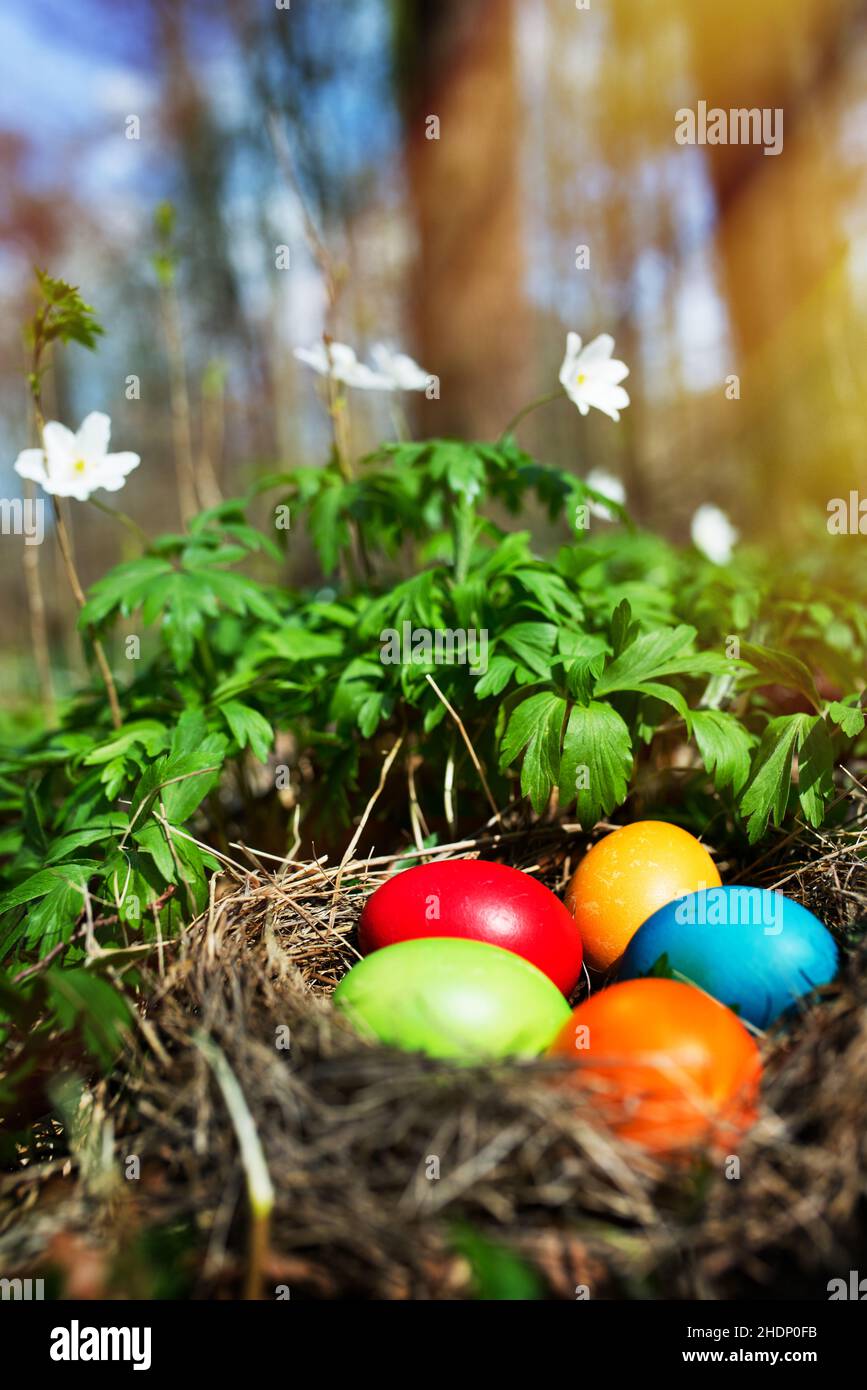 easter, easter nest, easter eggs, easters, easter egg Stock Photo